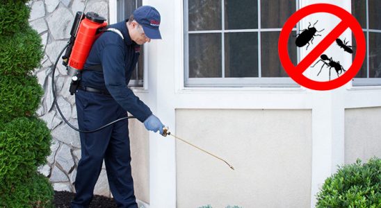 Pancar Kene İlaçlama böcek ilaçlama ve haşere kontrolü — ilaclama-tr.com